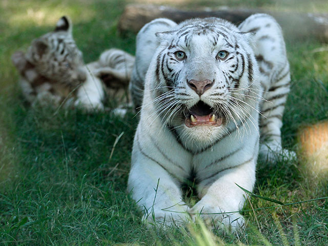 В ялтинском зоопарке умер второй за время режима ЧС бенгальский тигренок