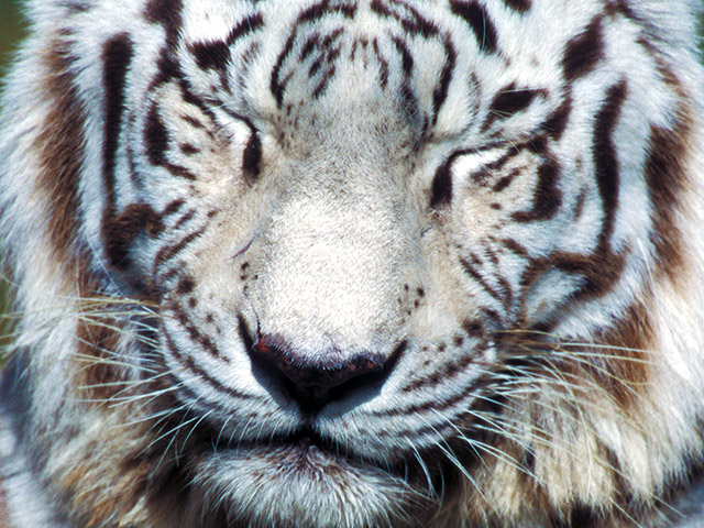 В частном ялтинском зоопарке "Сказка" умер третий, последний белый бенгальский тигренок