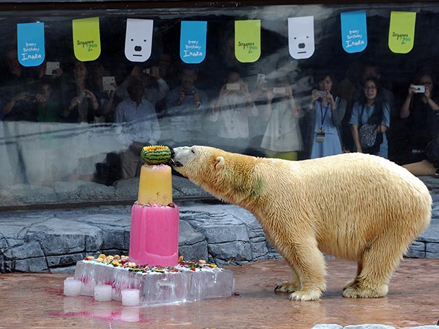 В сингапурском зоопарке отмечают 25-летие белого медведя по кличке Инука - первого представителя этого вида, родившегося в тропиках
