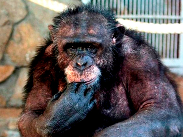 В итоге победу одержал самый близкий родственник человека среди животных - шимпанзе Джонни, набрав 28% голосов