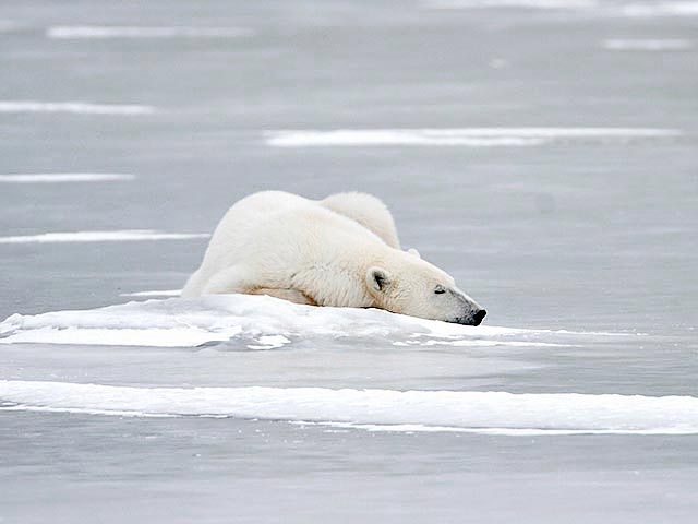 Чукотская полиция проверяет факт гибели белой медведицы, но животное могло выжить