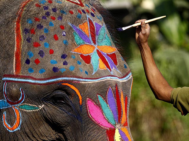В Непале проходит 12-й ежегодный фестиваль слонов. В нем примут участие 127 слонов