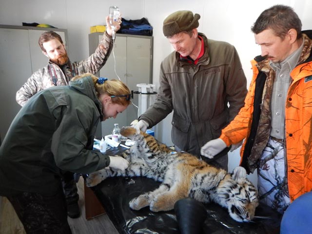Второй за месяц истощенный тигренок найден в Приморье. Юную хищницу отправили на реабилитацию в специальный центр