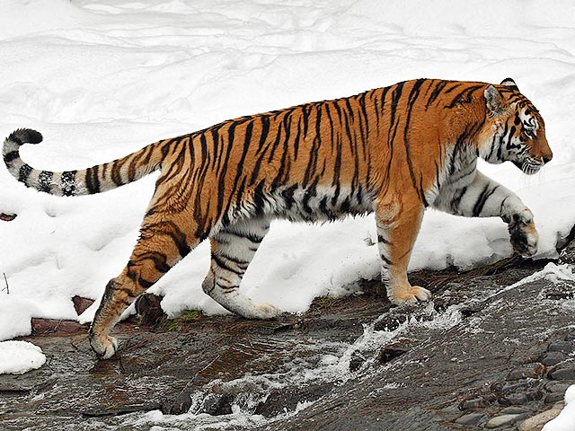 В Приморье амурский тигр ранил стрелявшего в него охотника