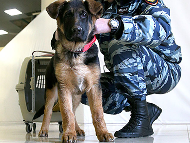 Полицейский щенок Добрыня прилетел в Париж