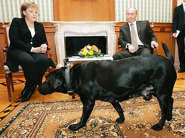 В своем недавнем интервью президент России Владимир Путин заявил, что он якобы не знал о том, что канцлер Германии Ангела Меркель боится собак, и потому в начале 2007 года взял свою собаку по кличке Кони на переговоры с Меркель, чем изрядно напугал ее