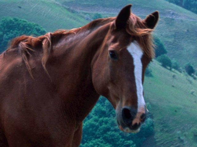 Заведующую детсадом в Забайкалье обвинили в убийстве подаренной детям лошади