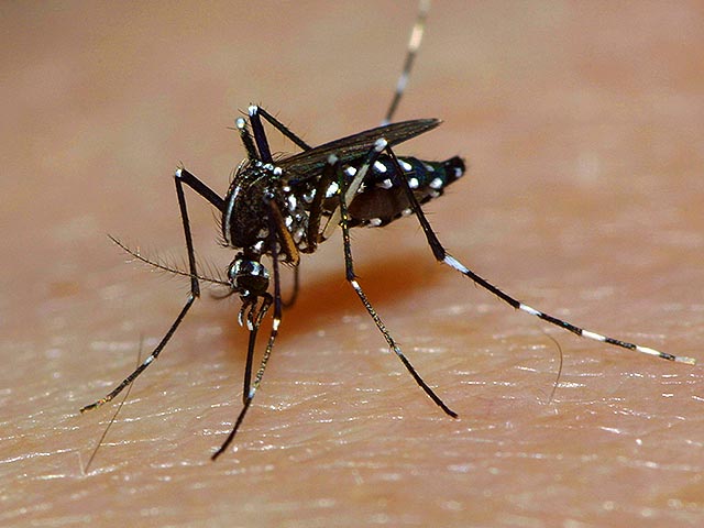Разносчиком вируса является комар Aedes aegypti. Вспышки болезни зарегистрированы в Азии, Африке, Южной и Северной Америке, Тихоокеанском регионе