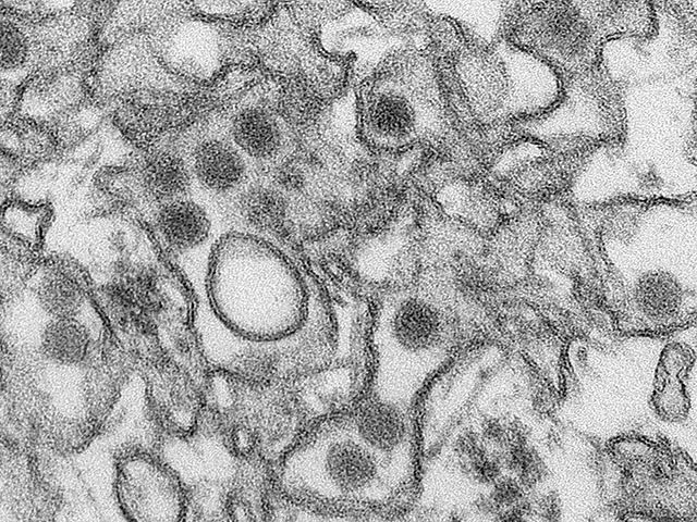 В Дании зарегистрирован первый случай заболевания лихорадкой Зика, эпидемия которой разразилась в Западном полушарии