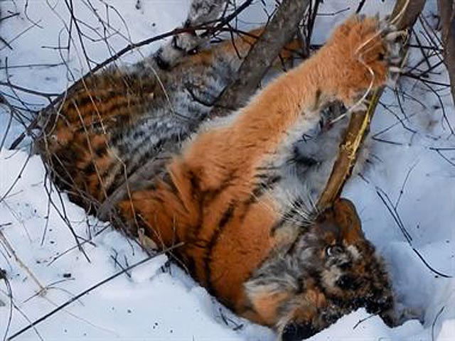 В Приморье нашелся третий истощенный тигренок