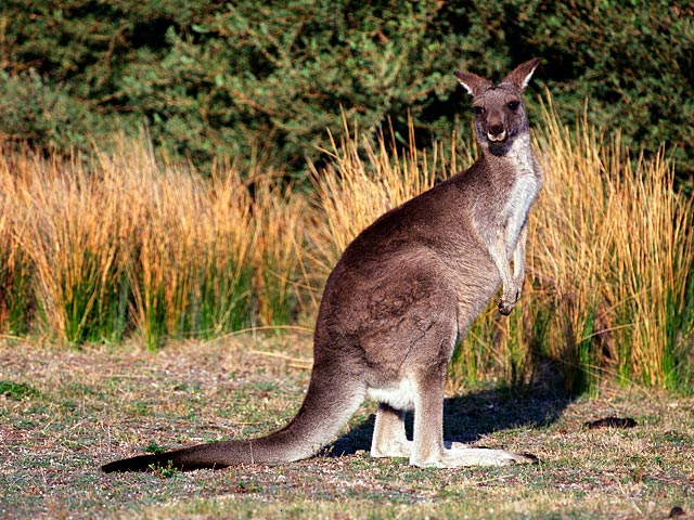 Задержанные в Австралии подростки готовили теракты с участием кенгуру