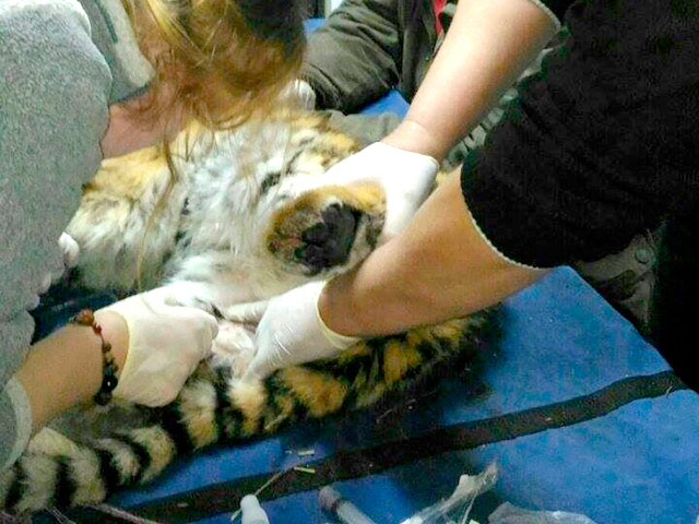 Обессиленная тигрица была найдена 27 января у автомобильной дороги неподалеку от села Барабаш в Приморье. Животное было сильно истощено и практически не передвигалось из-за ослабленных задних лап