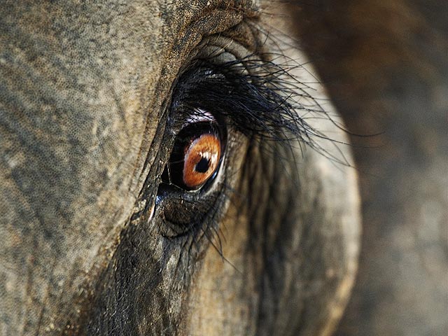 В Таиланде разъяренный слон убил туриста из Шотландии, затоптав его и проткнув бивнем. Дочь шотландца успела спастись, отделавшись легкими травмами. В то же время животное серьезно ранило своего погонщика
