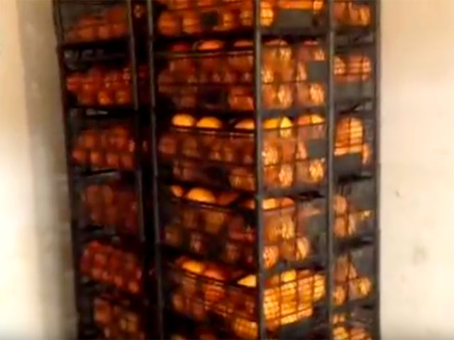 В России продолжают уничтожать продукты, попавшие под санкции - в этот раз на свалку отправили 500 килограммов турецких апельсинов