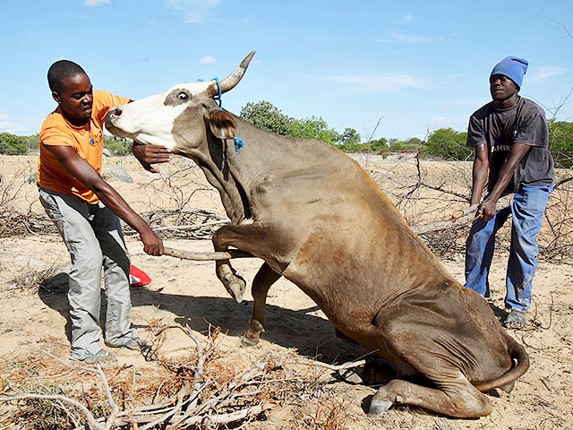 Президент Зимбабве Роберт Мугабе объявил режим чрезвычайной ситуации в большинстве сельских регионов страны из-за сильной засухи, сообщает Reuters. По словам главы государства, в продовольственной помощи нуждаются 26% населения