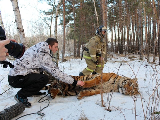 В Воронеже полицейские и спасатели поймали сбежавшего тигра