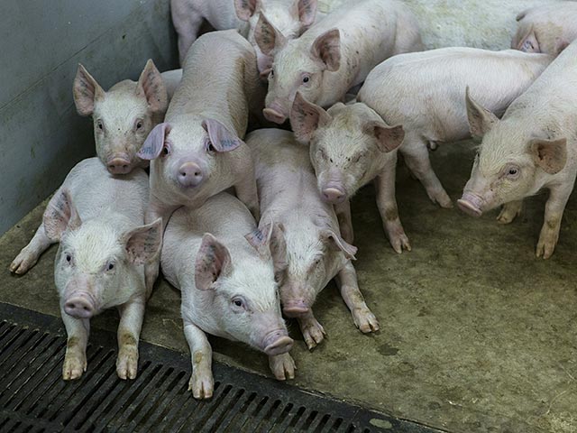 В Крыму ввели режим чрезвычайной ситуации из-за вспышки африканской чумы свине В Крыму ввели режим чрезвычайной ситуации из-за вспышки африканской чумы свине