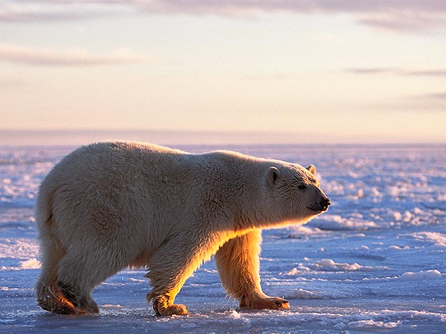 Россия подала заявку на новые территории в Арктике, договорившись с конкурентами