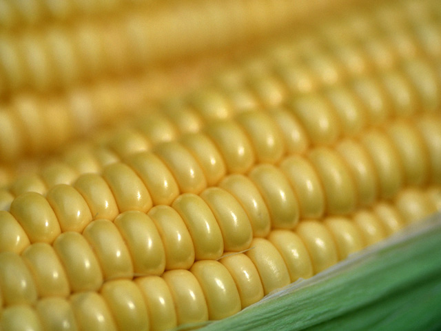 Россельхознадзор с 15 февраля вводит запрет на ввоз кукурузы и сои из США из-за невыполнения российских фитосанитарных требований