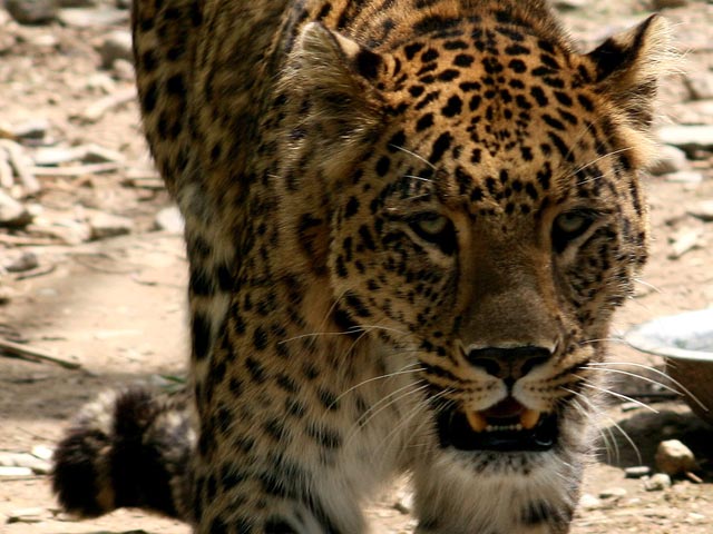 В Индии сбежал леопард, изуродовавший шесть человек в школе города Бангалор