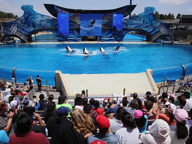 Калифорнийский аквапарк SeaWorld признался в слежке за зоозащитниками