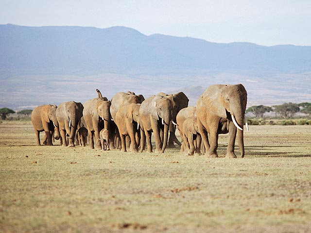 3 марта отмечается Всемирный день дикой природы. В этом году он посвящен сохранению популяций африканских и азиатских слонов