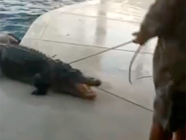 В американском штате Флорида житель Лейкленда обнаружил в своем бассейне взрослого аллигатора