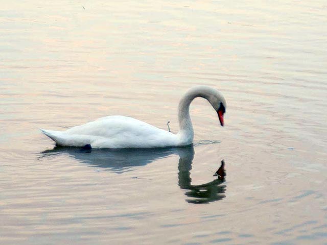 Туристка, предположительно, из Болгарии вытащила на берег белого лебедя, плававшего в озере, чтобы сфотографироваться с ним и сделать селфи. В результате птица так испугалась, что вскоре умерла