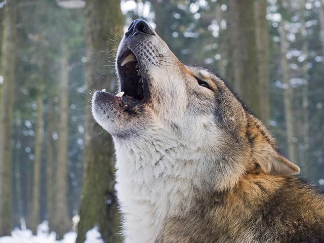 Стая волков атаковала собачью упряжку с человеком в национальном парке "Берингия" на Чукотке. Такое здесь случилось впервые, сообщается на сайте нацпарка