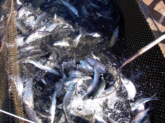 Федеральное агентство по рыболовству РФ (Росрыболовство) рассматривает возможность введения временных ограничений на добычу байкальского омуля с целью сохранения его популяции