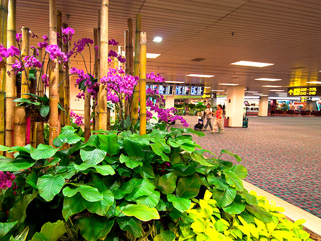 Сингапурский аэропорт "Чанги" четвертый год подряд признан лучшим в мире по версии авторитетной исследовательской компании Skytrax