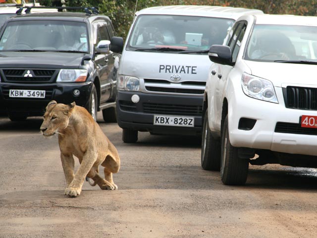 Львица на одной из улиц в Найроби, 18 марта 2016 года