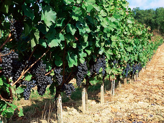 Изменение климата помогло французским виноградникам, но в будущем все может измениться