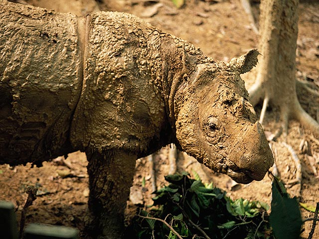 В Индонезии впервые за 40 лет увидели суматранского носорога - вид, который находится под угрозой исчезновения