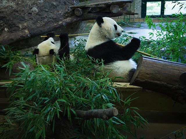 Венский зоопарк поделился кадрами интимной жизни гигантских панд