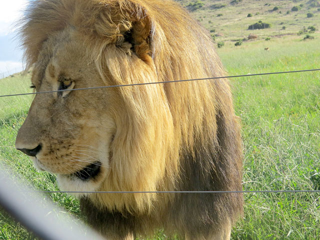 В ЮАР в очередной раз сбежал из заповедника лев по кличке Сильвестр, сообщает Reuters со ссылкой на управление национальных парков ЮАР