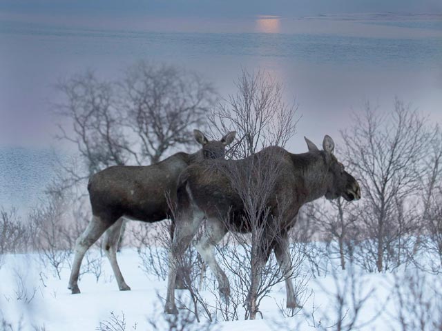 В Финляндии на озере утонули пять "не самых умных" лосей