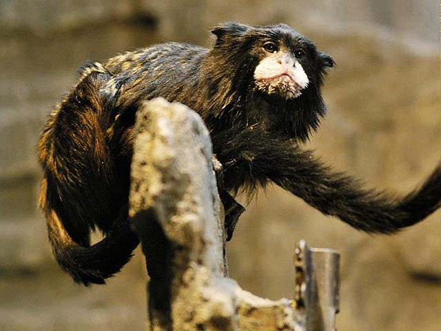 Администрация Челябинского зоопарка собирается выдать материальную помощь семейству маленьких южноамериканских обезьянок - тамаринов, которое в январе пополнилось двойняшками