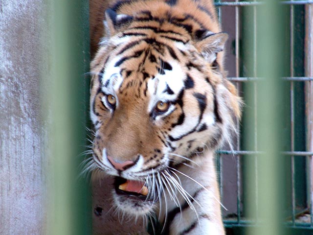 В барнаульском зоопарке тигр напал на девочку, забравшуюся к нему в клетку