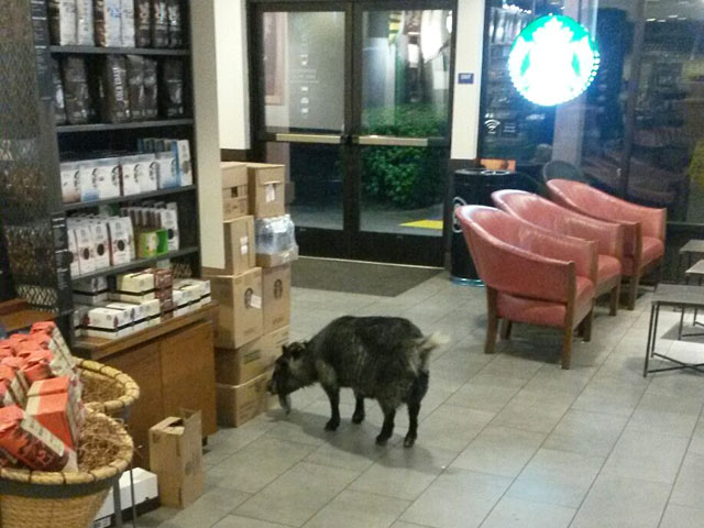 Одно из заведений сети Starbucks в Северной Калифорнии привлекло неожиданного клиента - проживающую поблизости ручную козу