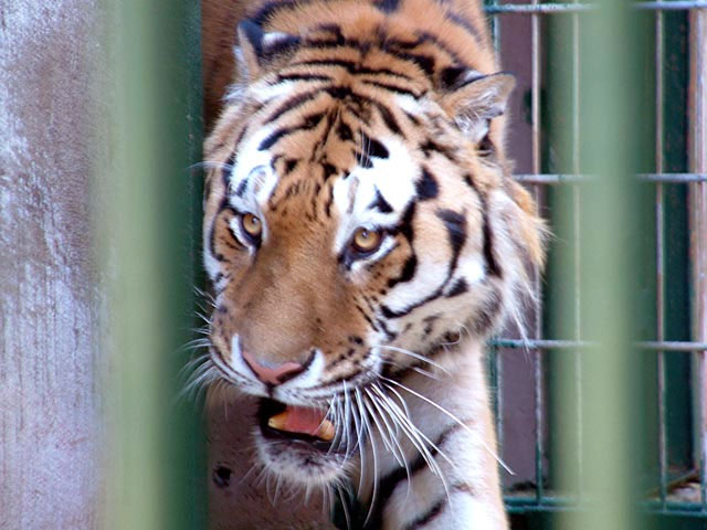 В крови 13-летней девочки из Барнаула, на которую в местном зоопарке напал тигр, были обнаружены следы алкоголя