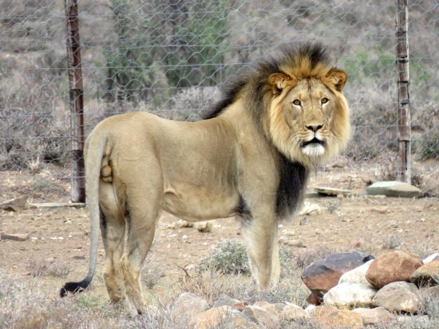 В ЮАР беглеца-рецидивиста льва Сильвестра переселят на новое место с молодыми львицами