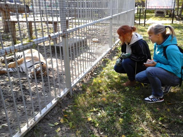 В алтайском зоопарке, где пьяная девочка попала в лапы к тигру, поставят знаки об опасности селфи