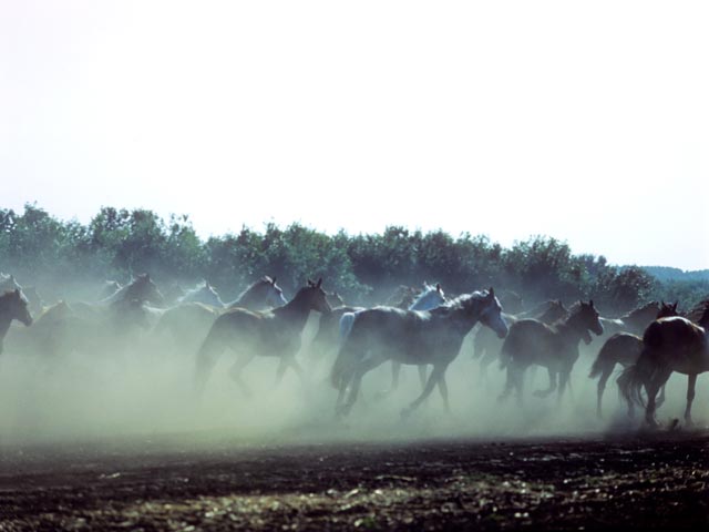 В Амурской области табун одичавших лошадей терроризирует жителей села