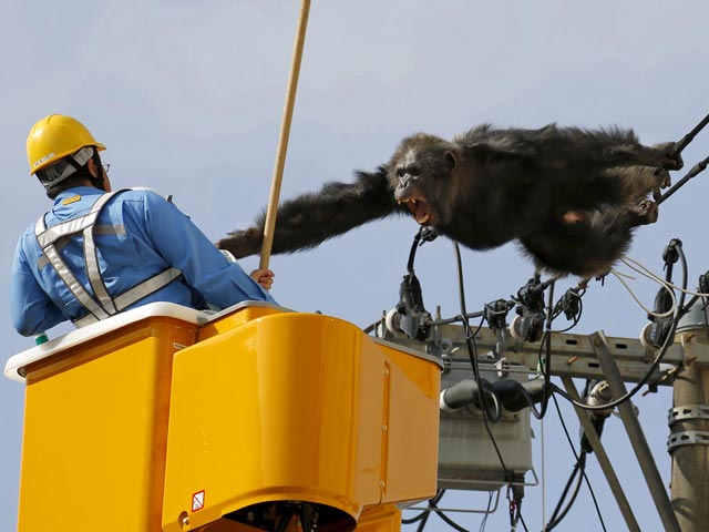 В Японии сбежавший из зоопарка шимпанзе скрывался от преследователей на линии электропередач