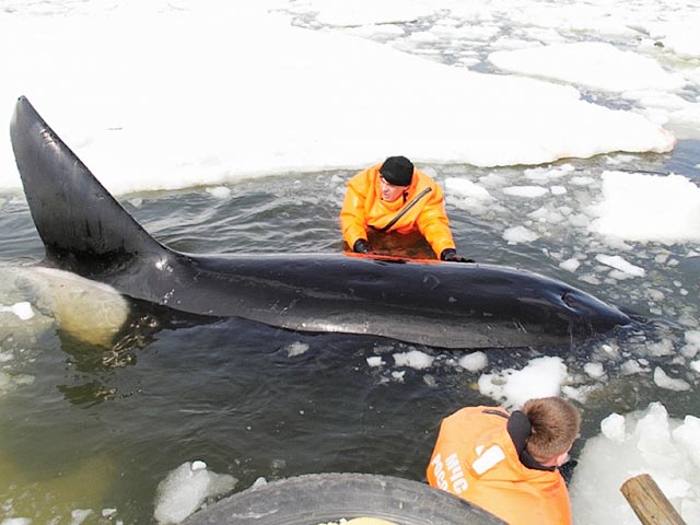Сахалинские спасатели и добровольцы пришли на помощь четырем косаткам, которых зажало во льдах на мелководье у побережья острова в районе села Стародубское в Долинском районе