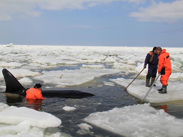 В Долинском районе Сахалинской области благополучно завершилась спасательная операция по вызволению из ледового плена четырех косаток