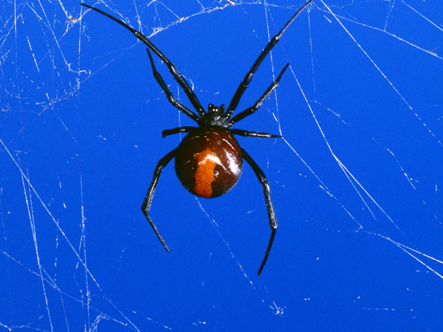 В Австралии 21-летний строитель из Сиднея во время посещения туалетной кабинки на строительной площадке был укушен за пенис ядовитым пауком - австралийской вдовой из рода черных вдов