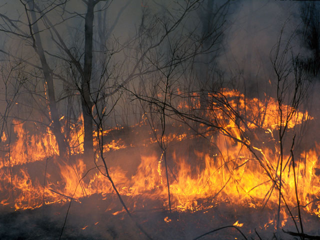 МЧС оценило ежегодный ущерб от природных пожаров в 20 млрд рублей