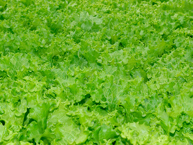 Россельхознадзор добавил в черный список салат из Турции